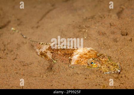 The fringelip flathead, Sunagocia otaitensis, is found in sand and rubble areas of lagoons and seaward reefs. They will often bury in the sand for cam Stock Photo