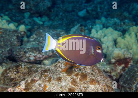 The goldrim tang, Acanthurus nigricans, is also known as the whitecheek surgeonfish and the velvet surgeonfish, Hawaii. Stock Photo