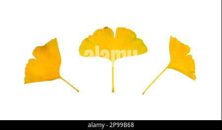 Yellow Ginkgo Biloba Leaves Isolated, Gingko Golden Leaf Set, Autumn Ginkgo Leaves on White Background Top View Stock Photo