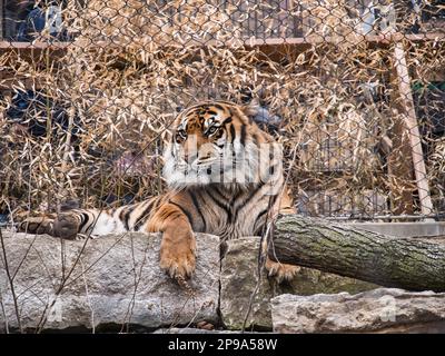 Sumatran Tiger at the Kansas City Zoo in KC Missouri MO KC Stock Photo ...