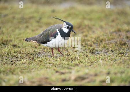 Lapwing (Vanellus vanellus) photographed during a shower. Drops of rain are visible on the bird's side and back. Stock Photo