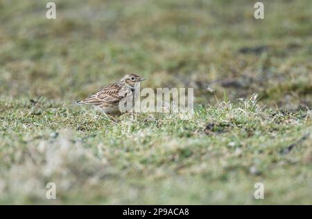 Skylark (Alauda arvensis) foraging in wet pasture Stock Photo