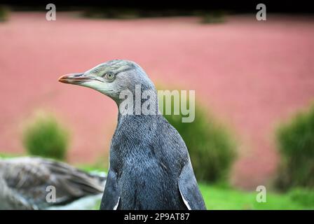 Penguin chic in left profile - New Zealand Stock Photo