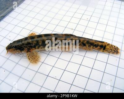 Stone loach (Noemacheilus barbulatus, Barbatula barbatula, Nemacheilus barbatulus), on the background of a 5 mm measurement grid. Ichthyology research Stock Photo