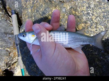 The golden grey mullet (Chelon aurata) is a fish in the family Mugilidae. Fish caught off the coast of Spain. Stock Photo