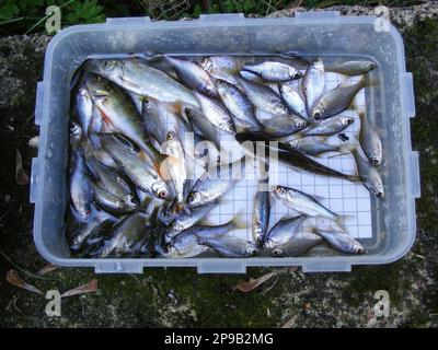 The Amur bitterling (Rhodeus sericeus) is a small fish of the carp family. Ichthyology research. Stock Photo