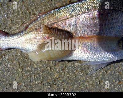 The common pandora (Pagellus erythrinus) a fish of the sea bream family, Sparidae with parasites Anilocra physodes attached to the side of the body. Stock Photo