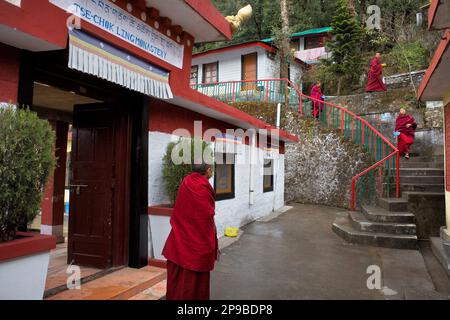 Monks, in Dip Tse Chok Ling Monastery.McLeod Ganj, Dharamsala, Himachal Pradesh state, India, Asia Stock Photo