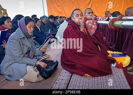 Puja,Monks praying during Losar new year, in Namgyal Monastery,in Tsuglagkhang complex. McLeod Ganj, Dharamsala, Himachal Pradesh state, India, Asia Stock Photo