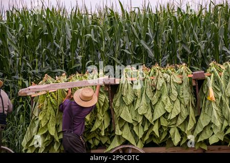 A View of an Amish Man Putting Harvested Tobacco on a Wagon to Bring To Barn for Drying on a Sunny Summer Day. Stock Photo