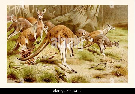 Kangaroo. Antique book illustration by Brehm, Alfred Edmund, 1829-1884 Stock Photo