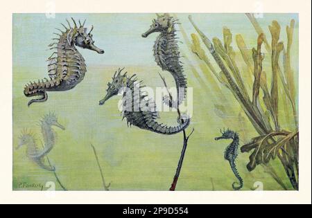 Seahorse. Antique book illustration by Brehm, Alfred Edmund, 1829-1884 Stock Photo