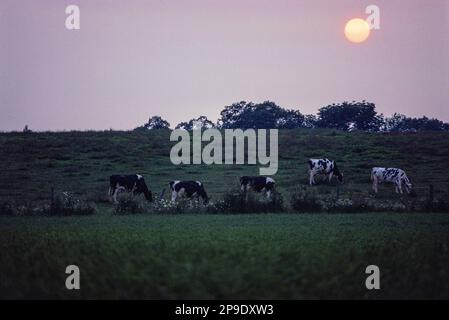 Cattle grazing on hillside at sunset Stock Photo