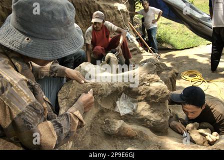 Paleontologists and villagers are working on the excavation of fossilized bones of an extinct elephant species scientifically identified as Elephas hysudrindicus, or popularly called 'Blora elephant', in Sunggun, Mendalem, Kradenan, Blora, Central Java, Indonesia. The team of scientists from Vertebrate Research (Geological Agency, Indonesian Ministry of Energy and Mineral Resources) led by paleontologists Iwan Kurniawan and Fachroel Aziz discovered the species' bones almost entirely (around 90 percent complete) that later would allow them to build a scientific reconstruction, which is... Stock Photo