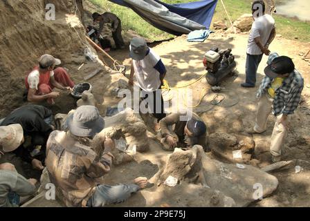 Paleontologists and villagers are working on the excavation of fossilized bones of an extinct elephant species scientifically identified as Elephas hysudrindicus, or popularly called 'Blora elephant', in Sunggun, Mendalem, Kradenan, Blora, Central Java, Indonesia. The team of scientists from Vertebrate Research (Geological Agency, Indonesian Ministry of Energy and Mineral Resources) led by paleontologists Iwan Kurniawan and Fachroel Aziz discovered the species' bones almost entirely (around 90 percent complete) that later would allow them to build a scientific reconstruction, which is... Stock Photo