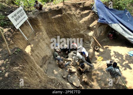 Paleontologists and villagers are working on the excavation of fossilized bones of an extinct elephant species scientifically identified as Elephas hysudrindicus, or popularly called 'Blora elephant', in Sunggun, Mendalem, Kradenan, Blora, Central Java, Indonesia. The team of scientists from Vertebrate Research (Geological Agency, Indonesian Ministry of Energy and Mineral Resources) led by paleontologists Iwan Kurniawan and Fachroel Aziz discovered the species' bones almost entirely (around 90 percent complete) that later would allow them to build a scientific reconstruction, which is... Stock Photo