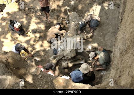 Paleontologists and villagers are working on the excavation of fossilized bones of an extinct elephant species scientifically identified as Elephas hysudrindicus, or popularly called 'Blora elephant', in Sunggun, Mendalem, Kradenan, Blora, Central Java, Indonesia. The team of scientists from Vertebrate Research (Geological Agency, Indonesian Ministry of Energy and Mineral Resources) led by paleontologists Iwan Kurniawan and Fachroel Aziz discovered the species' bones almost entirely (around 90 percent complete) that later would allow them to build a scientific reconstruction, which is... Stock Photo