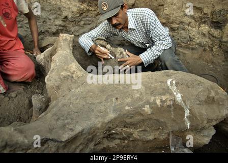 Paleontologist Iwan Kurniawan (right) is working on the excavation of fossilized bones of an extinct elephant species scientifically identified as Elephas hysudrindicus, or popularly called 'Blora elephant', in Sunggun, Mendalem, Kradenan, Blora, Central Java, Indonesia. The team of scientists from Vertebrate Research (Geological Agency, Indonesian Ministry of Energy and Mineral Resources) led by Kurniawan himself with Fachroel Aziz discovered the species' bones almost entirely (around 90 percent complete) that later would allow them to build a scientific reconstruction, which is... Stock Photo
