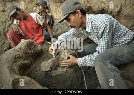 Paleontologist Iwan Kurniawan (right) is working with villagers on the excavation of fossilized bones of an extinct elephant species scientifically identified as Elephas hysudrindicus, or popularly called 'Blora elephant', in Sunggun, Mendalem, Kradenan, Blora, Central Java, Indonesia. The team of scientists from Vertebrate Research (Geological Agency, Indonesian Ministry of Energy and Mineral Resources) led by Kurniawan himself with Fachroel Aziz discovered the species' bones almost entirely (around 90 percent complete) that later would allow them to build a scientific reconstruction,... Stock Photo