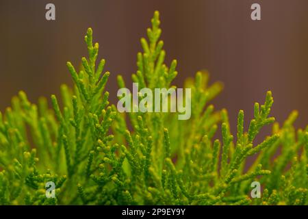 Evergreen fronds looking fresh for springtime Stock Photo