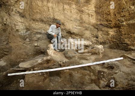 Paleontologist Iwan Kurniawan is working on the excavation site of fossilized bones of an extinct elephant species scientifically identified as Elephas hysudrindicus, or popularly called 'Blora elephant', in Sunggun, Mendalem, Kradenan, Blora, Central Java, Indonesia. The team of scientists from Vertebrate Research (Geological Agency, Indonesian Ministry of Energy and Mineral Resources) led by Kurniawan himself with Fachroel Aziz discovered the species' bones almost entirely (around 90 percent complete) that later would allow them to build a scientific reconstruction, which is displayed at... Stock Photo
