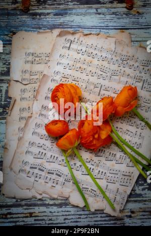Rununculus On Old Sheet Music Still Lifesheet music,notes Stock Photo