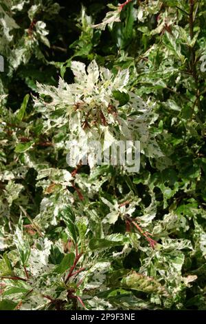 THE HIBISCUS ROSA-SINENSIS 'SNOW QUEEN' HAS VARIEGATED GREEN, WHITE AND PINK FOLIAGE. QUEENSLAND, AUSTRALIA. Stock Photo