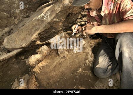 Paleontologist Iwan Kurniawan is working on the excavation of fossilized bones of an extinct elephant species scientifically identified as Elephas hysudrindicus, or popularly called 'Blora elephant', in Sunggun, Mendalem, Kradenan, Blora, Central Java, Indonesia. The team of scientists from Vertebrate Research (Geological Agency, Indonesian Ministry of Energy and Mineral Resources) led by Kurniawan himself with Fachroel Aziz discovered the species' bones almost entirely (around 90 percent complete) that later would allow them to build a scientific reconstruction, which is displayed at... Stock Photo
