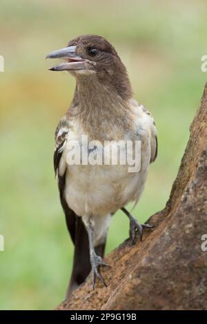 Pied Butcherbird (Cracticus nigrogularis) juvenile calling to it's parent. Burnett Heads Queensland Australia Stock Photo