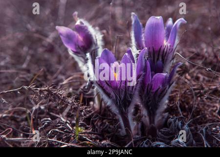 Pulsatilla halleri or pulsatilla taurica flowers in spring Stock Photo