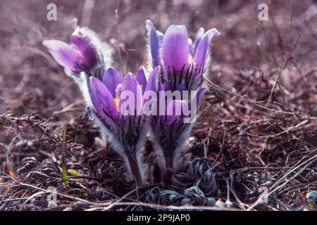 Pulsatilla halleri or pulsatilla taurica flowers in spring Stock Photo