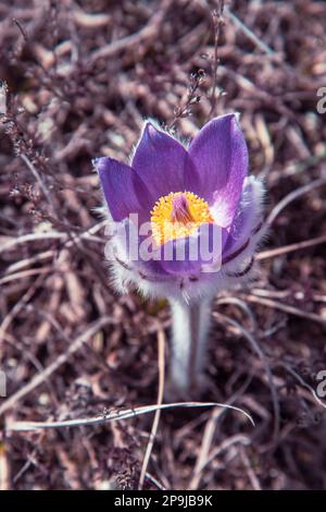 Pulsatilla halleri or pulsatilla taurica flowers in spring Stock Photo