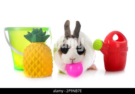 rex rabbit in front of white background Stock Photo