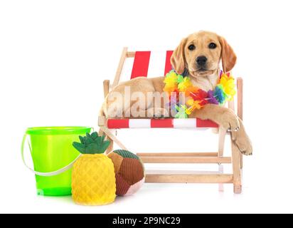puppy labrador retriever in front of white background Stock Photo