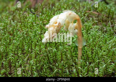 Parasitic plant without chlorophyll Pinesap (False beech-drops, Hypopitys monotropa) in a pine forest in Belarus, Europe Stock Photo