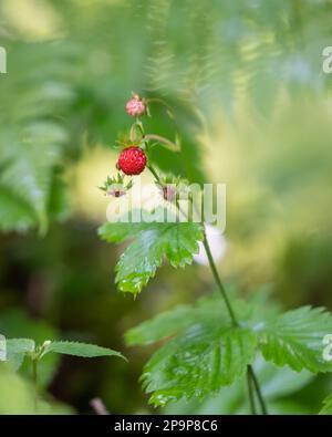 Wild strawberries (Fragaria vesca) commonly called also woodland strawberries, Alpine strawberries growing in a natural environment. Stock Photo