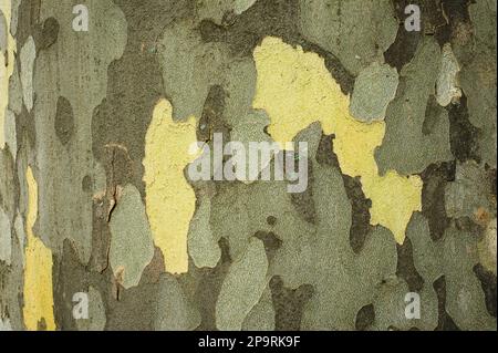 Texture of the bark of the Platanus (London plane) tree. Platan bark wooden background. Close up, macro. Natural tree bark texture. Stock Photo