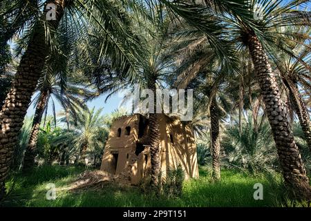 Date palms and garden, Al Hamra, Oman Stock Photo