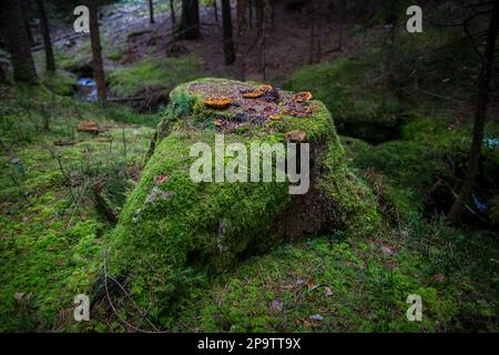 Tree stub in the forest, covered with moss and mushrooms, Waldviertel, Austria Stock Photo