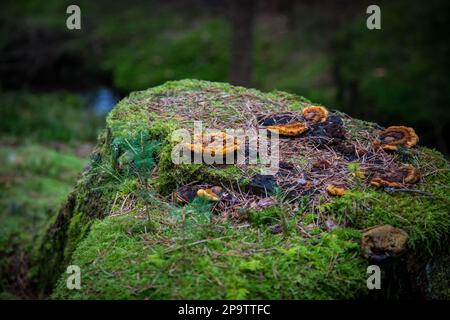 Tree stub in the forest, covered with moss and mushrooms, Waldviertel, Austria Stock Photo