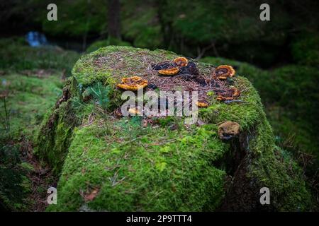 Tree stub in the forest, covered with moss and mushrooms, Waldviertel, Austria Stock Photo