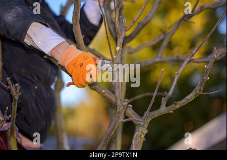 Close up of a womans gloved hand pruning branches of a fruit tree Stock Photo