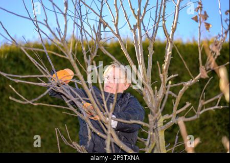 Senior woman is cutting branches of a tree in her backyard in late winter Stock Photo