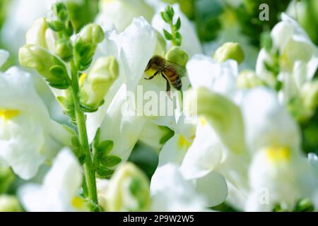 Rocket White Snapdragon Antirrhinum majus flowers in bloom with a bee pollinating one of them Stock Photo