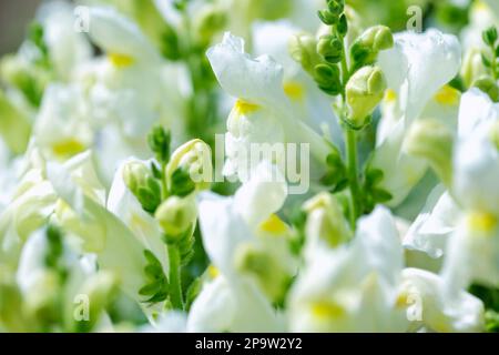 Rocket White Snapdragon Antirrhinum majus flowers in bloom Stock Photo