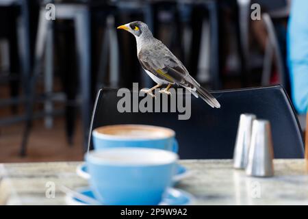 Australian Noisy Miner bird (Manorina melanocephala) sitting on chair at restaurant in Torquay, Hervey Bay, Queensland, Australia Stock Photo