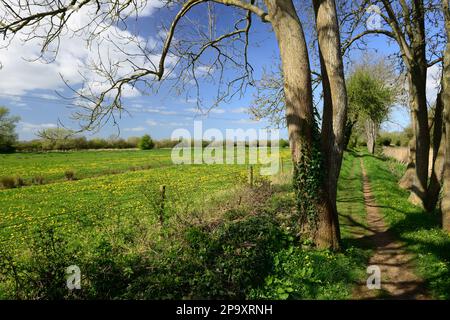 A field of dandelions beside a footpath along a disused canal towpath in Gloucestershire. Stock Photo