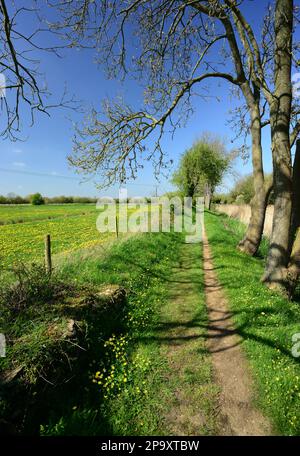 A field of dandelions beside a footpath along a disused canal towpath in Gloucestershire. Stock Photo