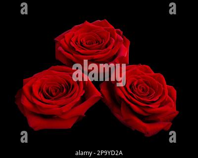 Three bright red roses on white background. Detail for creating a collage Stock Photo