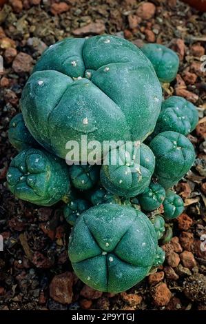 Peyote (Lophophora williamsii var. caespitosa) Cactaceae. Hallucinogenic plant of Central America. Cactus in flower Stock Photo